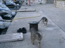 какво риска