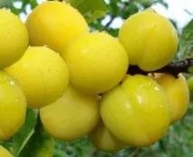 Алича в садах Ленінградської області - Сади Сибіру алича