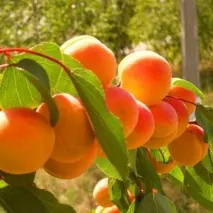 лечебни лечебни