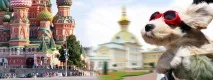 Animals Travel - компанія зперевезення тварин тварин