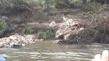 диви елени корена