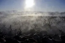 северни елени диви елени