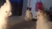 собствения непознат