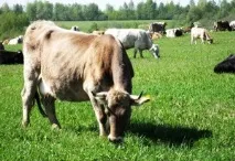 Тлумачення, до чого сниться череда корів жінці чого