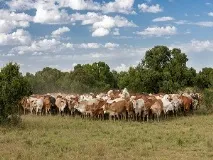Тлумачення, до чого сниться череда корів жінці тлумачення