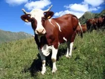 Тлумачення, до чого сниться череда корів жінці чого