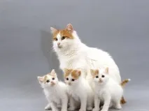 Турецький ван опис породи, фото, ціна, відео фото