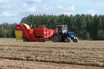 Забираємо картоплю без втрат картоплю