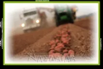 Збирання картоплі, без втрати врожаю збирання