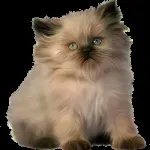 Вушка кошеня - Котячий світ кошеня