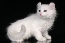 Вушка кошеня - Котячий світ світ