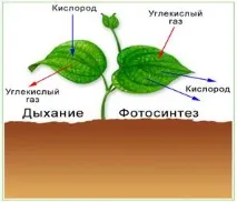 Урок на тему «Фотосинтез» 6 клас фотосинтез