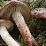 Види рядів їстівні та неїстівні, особливості вирощування види