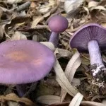 Види рядів їстівні та неїстівні, особливості вирощування неїстівні