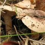 Види рядів їстівні та неїстівні, особливості вирощування рядів
