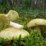 Види рядів їстівні та неїстівні, особливості вирощування особливості