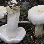 Види рядів їстівні та неїстівні, особливості вирощування їстівні