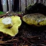 Види рядів їстівні та неїстівні, особливості вирощування види