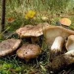 Види рядів їстівні та неїстівні, особливості вирощування їстівні