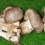 Види рядів їстівні та неїстівні, особливості вирощування види