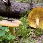 Види рядів їстівні та неїстівні, особливості вирощування види