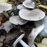 Види рядів їстівні та неїстівні, особливості вирощування види