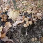 Види рядів їстівні та неїстівні, особливості вирощування неїстівні