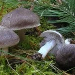 Види рядів їстівні та неїстівні, особливості вирощування їстівні