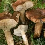 Види рядів їстівні та неїстівні, особливості вирощування неїстівні