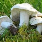 Види рядів їстівні та неїстівні, особливості вирощування їстівні