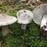 Види рядів їстівні та неїстівні, особливості вирощування неїстівні
