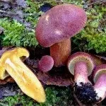 Види рядів їстівні та неїстівні, особливості вирощування рядів