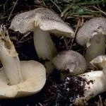 Види рядів їстівні та неїстівні, особливості вирощування рядів