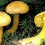 Види рядів їстівні та неїстівні, особливості вирощування неїстівні
