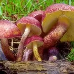 Види рядів їстівні та неїстівні, особливості вирощування види