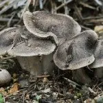 Види рядів їстівні та неїстівні, особливості вирощування їстівні