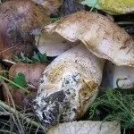 Види рядів їстівні та неїстівні, особливості вирощування рядів