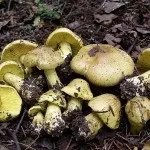 Види рядів їстівні та неїстівні, особливості вирощування неїстівні