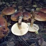 Види рядів їстівні та неїстівні, особливості вирощування особливості