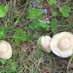 Види рядів їстівні та неїстівні, особливості вирощування неїстівні
