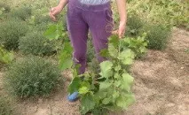 грозде грозде