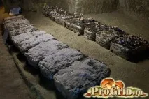 Види рядів їстівні та неїстівні, особливості вирощування особливості