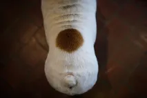 виставка