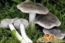 Види рядів їстівні та неїстівні, особливості вирощування їстівні