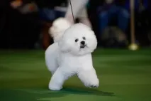виставка