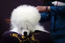 собак