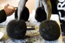 kennel