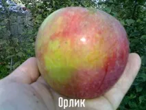 Вирощування яблуні орлик, її характеристики, зовнішній вигляд дерева та плодів, зміст корисних вирощування