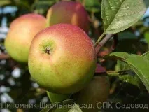 Вирощування яблуні орлик, її характеристики, зовнішній вигляд дерева та плодів, зміст корисних вигляд