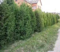 отглеждане хвойна